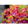 Hydrangea macrophylla Saxon Schloss Wackerbarth-Hortenzia veľkolistá