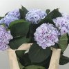 Hydrangea Cinderella 75cm