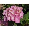 hydrangea macrophylla amethyst
