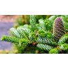 1 Abies koreana Horstmanns Silberlocke 3 1