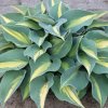 hosta catherine 02