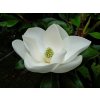 magnolia velkokveta little gem3