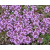 Thymus Praecox Pseudolanuginosus 1a Main