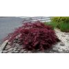 Best Dwarf Japanese Maples FB