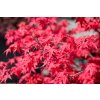 acer palmatum fireglow arce japones fireglow 800x800 045qONj