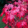 acer palmatum suminagashi tree p871 12548 image
