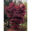 acer palmatum twombleys red sentinel 277158