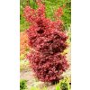 1 Acer palmatum Twomblys Red Sentinel 2 9 2