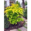 Acer shirasawanum Jordan 1