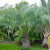 buy Butia capitata Jelly Palm