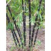 Bambus Nigra