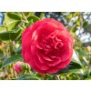 camellia spring red