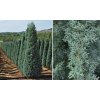 Cupressus arizonica-Cypruštek Arizonský Fastgiata 200-250cm