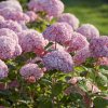 hydrangeaarborescenssweetannabelle
