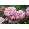 Hydrangea arborescens INVINCIBELLE SPIRIT Pink Annabelle