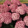 hydrangea arborescense sweet annabelle web 800x800 005