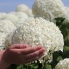 Hydrangea arborescens Annabelle 0001983 2 68681