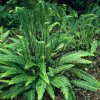 Blechnum spicant 0014257 20627