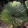 Yucca leararfolia