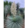 yucca linearifolia floraison