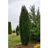Taxus baccata Fastigiata H250 300