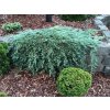 Juniperus horizontalis Ice blue - Novinka