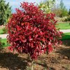 Photinia formosara 900x900 proportionalsmallest