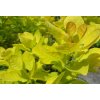 0268309 cotinus coggygriaancot goldenspirit foliage 750