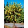 Laburnum watereri Vossii - 100cm kmienok