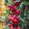 malus x robusta red sentinel tree p238 12965 image