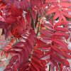 sorbus autumn spire