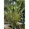 phormium vari