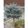 product smrek modry montgomery gula na kmienku 40 50 cm velkost korunky 30 cm v crepniku picea pungens montgomery 2279 10530
