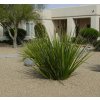 southwestern plants noelle johnson landscape consulting img~7801b1e2082ba074 4 5605 1 fd8a086