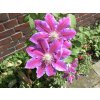 1200px A Blume Bilder 031be1
