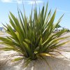 phormium tenax lin de nouvelle zelande vert