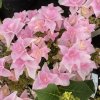 hydrangea macrophylla fleurine pink h218919 1685 p