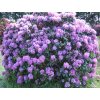 rhododendron catawbiense grandiflorum 1