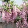 wisteria floribunda carnea