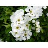 exochorda macrantha the bride resized