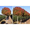 Ambrovník-Liquidambar Gumball - 180cm kmienok AKCIA