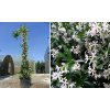 Trachelospermum jasminoides  270-300cm,osobný odber