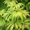 Sambucus Sutherland Gold 2 1080 1080 60Optimized