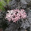 SAMBUCUS BLACK LACE ELDERBERRY GC SAMBL 01