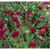 knautia macedonica mars midget1