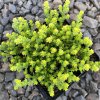 Sedum acre Aureum MAY4 e1558394610565