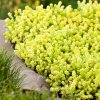 sedum acre aurea large