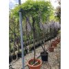 wisteria sinensis umbrella d.100cm ht.200cm