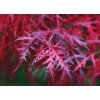 acer firecracker