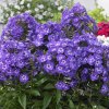Phlox paniculata Mix farieb - Akcia